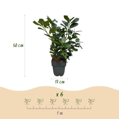 Kirschlorbeer Prunus laurocerasus Etna – Hecke – Blatt grün – 6 Pflanzen – 1 laufender Meter – Immergrün –  17cm x H50cm – Schnell wachsend & pflegeleicht 