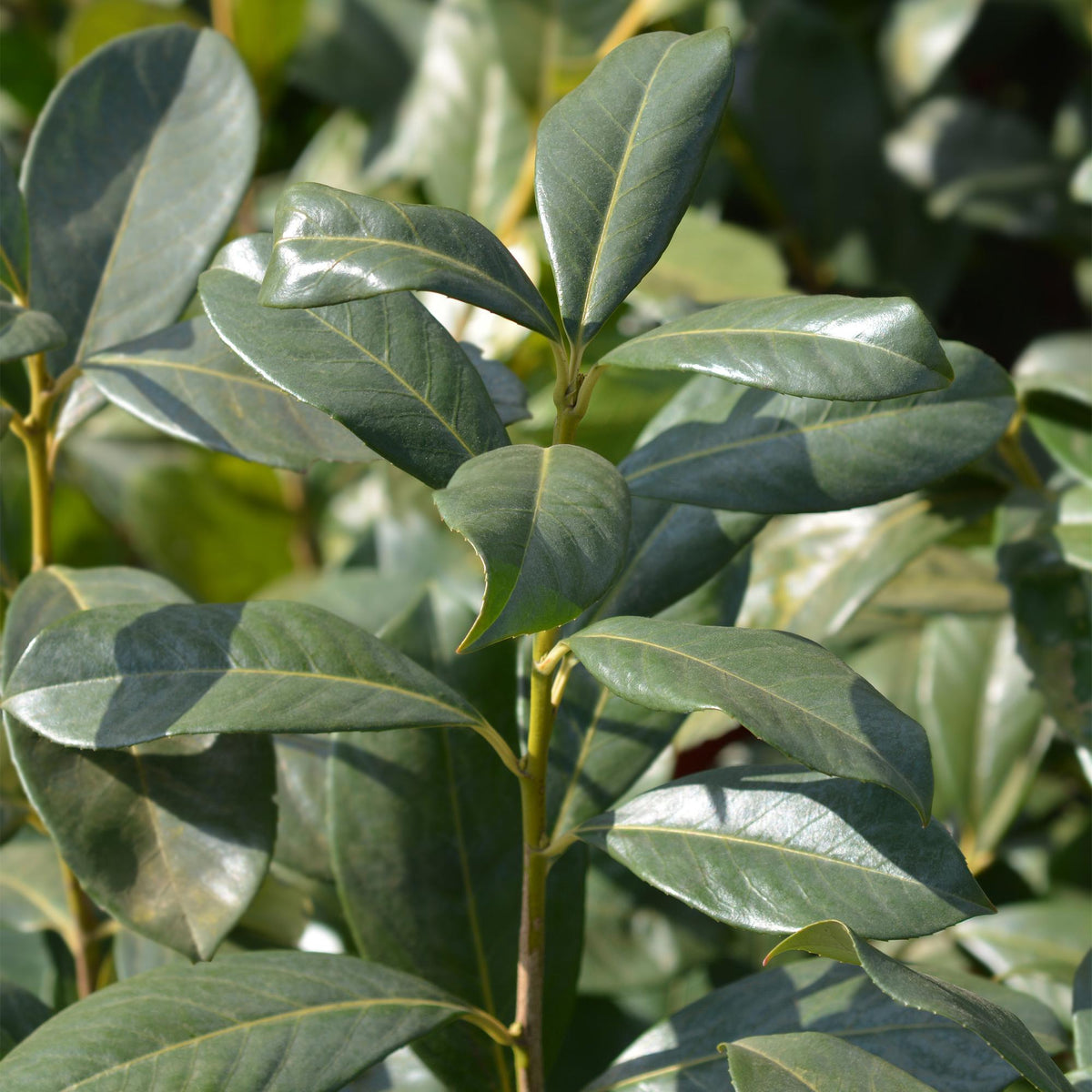 Kirschlorbeer Prunus laurocerasus Rotundifolia – Immergrüne Heckenpflanzen – 8 Pflanzen – 1 m – 9 cm Höhe 30–35 cm – Grün – Pflegeleicht 