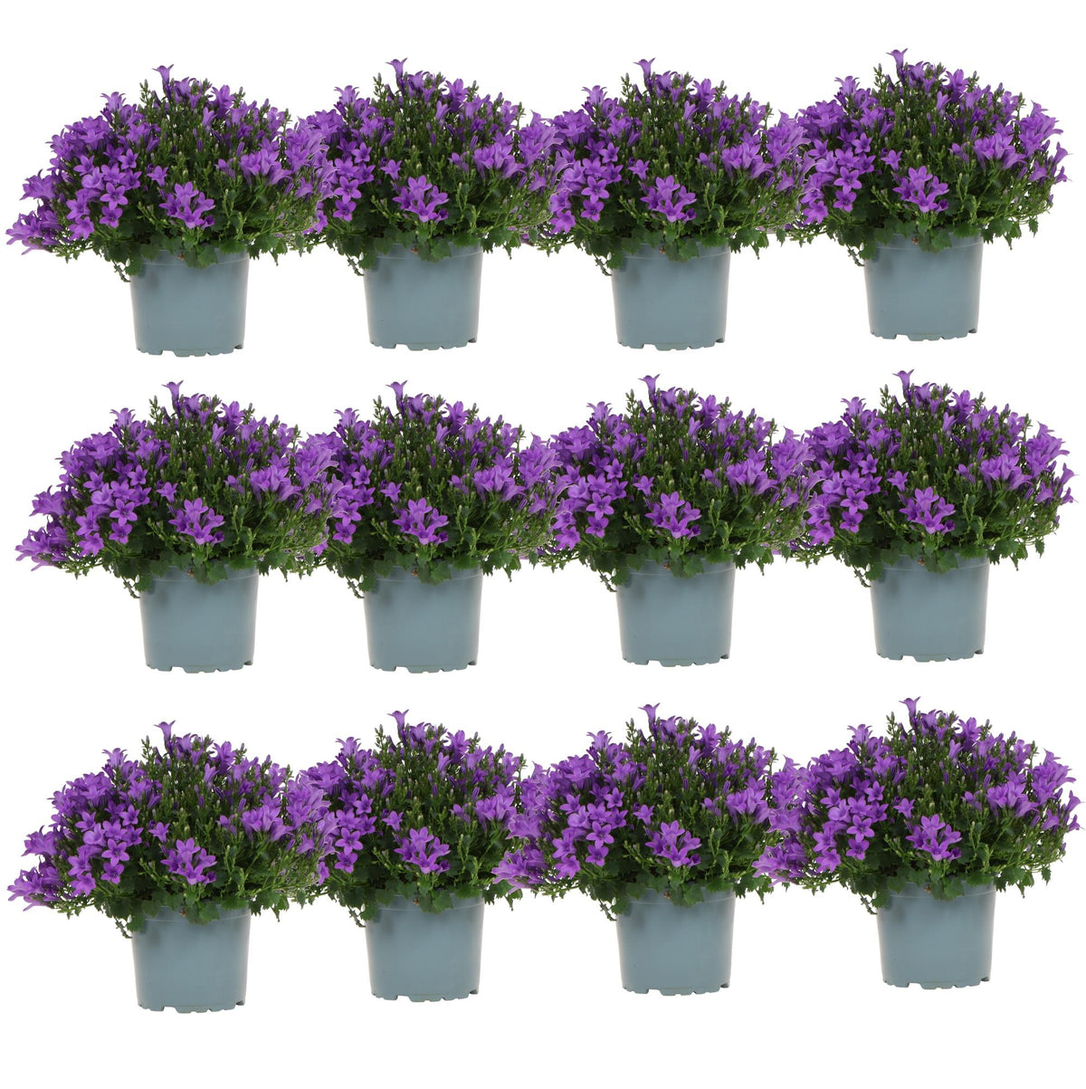 Campanula Addenda Ambella lila 6er Set – Glockenblume violett Topfgröße 12cm – winterhart, lang blühend – Bodendecker für ca.