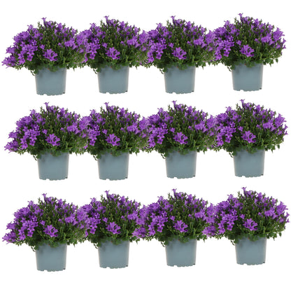 Campanula Addenda Ambella lila 6er Set – Glockenblume violett Topfgröße 12cm – winterhart, lang blühend – Bodendecker für ca.