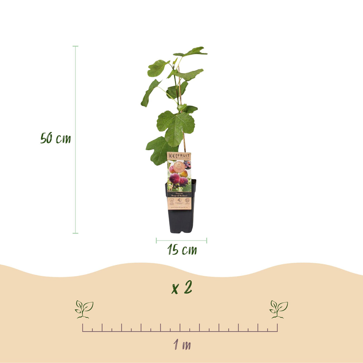 Green boutiQ - Fruit Plant - Ficus carica Rouge de Bordeaux - Fig Tree - Winter Hardy - Purple Fruit - 2 Plants - Pot 15cm - Height 50cm 