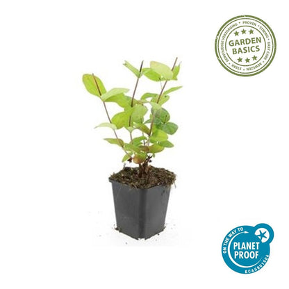 Johanniskraut Hypericum inodorum 'Beauty' – ↕10-25cm – Ø9cm – 6 Pflanzen – pflegeleichter Strauch – gelbe Blüten – bienenfreundlich 
