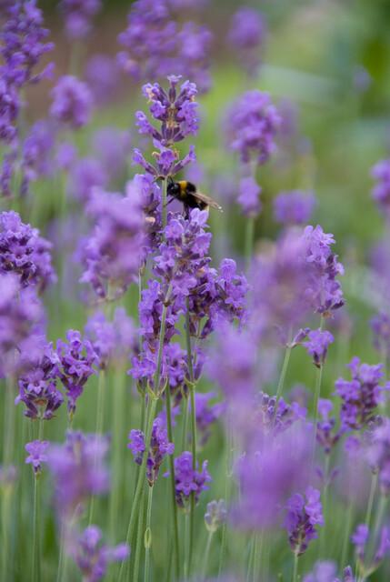 Lavendel Lavandula angustifolia 'Munstead' – ↕10-25cm – Ø9cm – 6 Pflanzen – Kompakter Duft-Lavendel, Tiefviolette Blüten, Bienenfreundlich, Winterhart, Pflegeleicht 