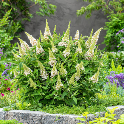 Green boutiQ - Gartenpflanze - Buddleja davidii Butterfly Candy Little White - Schmetterlingsstrauch - Kompakt - Weiß - 1 Pflanze - Topf 12cm - Höhe 20-25cm 