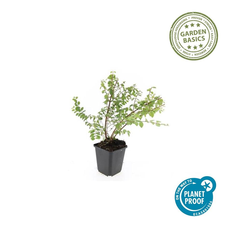 Niedrige Purpurbeere Symphoricarpos × chenaultii 'Hancock' – 24 Pflanzen – ↕10-25 cm – Ø9 cm – Winterharter Strauch – Weiße Blüten & Beeren – Pflegeleicht & Wetterbeständig 