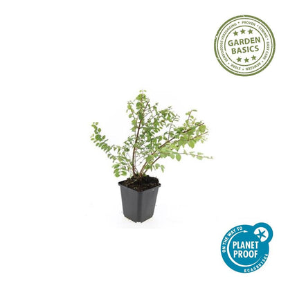 Niedrige Purpurbeere Symphoricarpos × chenaultii 'Hancock' – 24 Pflanzen – ↕10-25 cm – Ø9 cm – Winterharter Strauch – Weiße Blüten & Beeren – Pflegeleicht & Wetterbeständig 