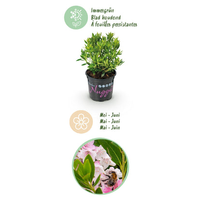 Green boutiQ - Zwerg-Rhododendron - Rhododendron Bloombux Light Pink - Blühender Buchsbaum - Wenig Pflege - Hellrosa Blüte - 1 Pflanze - Topf 10,5cm - Höhe 20-25cm 