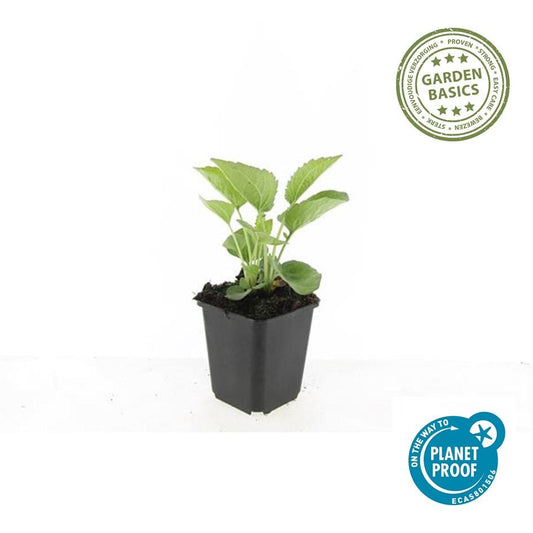 Rotblühender Scheinsonnenhut Echinacea purpurea 'Magnus' – ↕10-25cm – Ø9cm – 6 Pflanzen – Purpur-Sonnenhut – Bienenfreundlich – Für Sonne & Beete – Pflegeleicht 