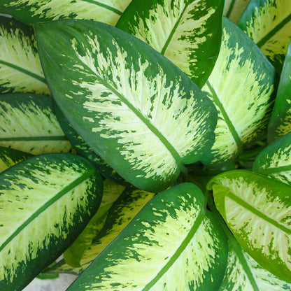 Green boutiQ - Zimmerpflanzen - Diefenbachia Tropic Snow - Dieffenbachia - Wenig Pflege - mit Potter Weiß - Bunt - 1 Pflanze - mit Potter Weiß - Topf 21cm - Höhe 90-100cm 