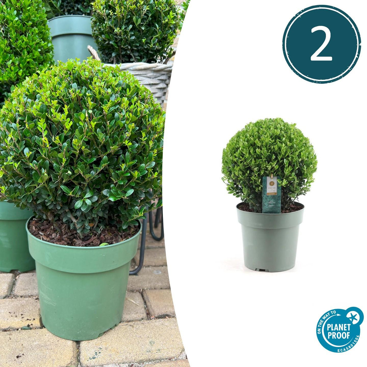 Ilex crenata 'Jenny' – Stechpalme Kugeln – Ø25cm – 2 Pflanzen – Buchsbaum-Alternative – Pflegeleichte & Winterharte Gartenpflanzen 