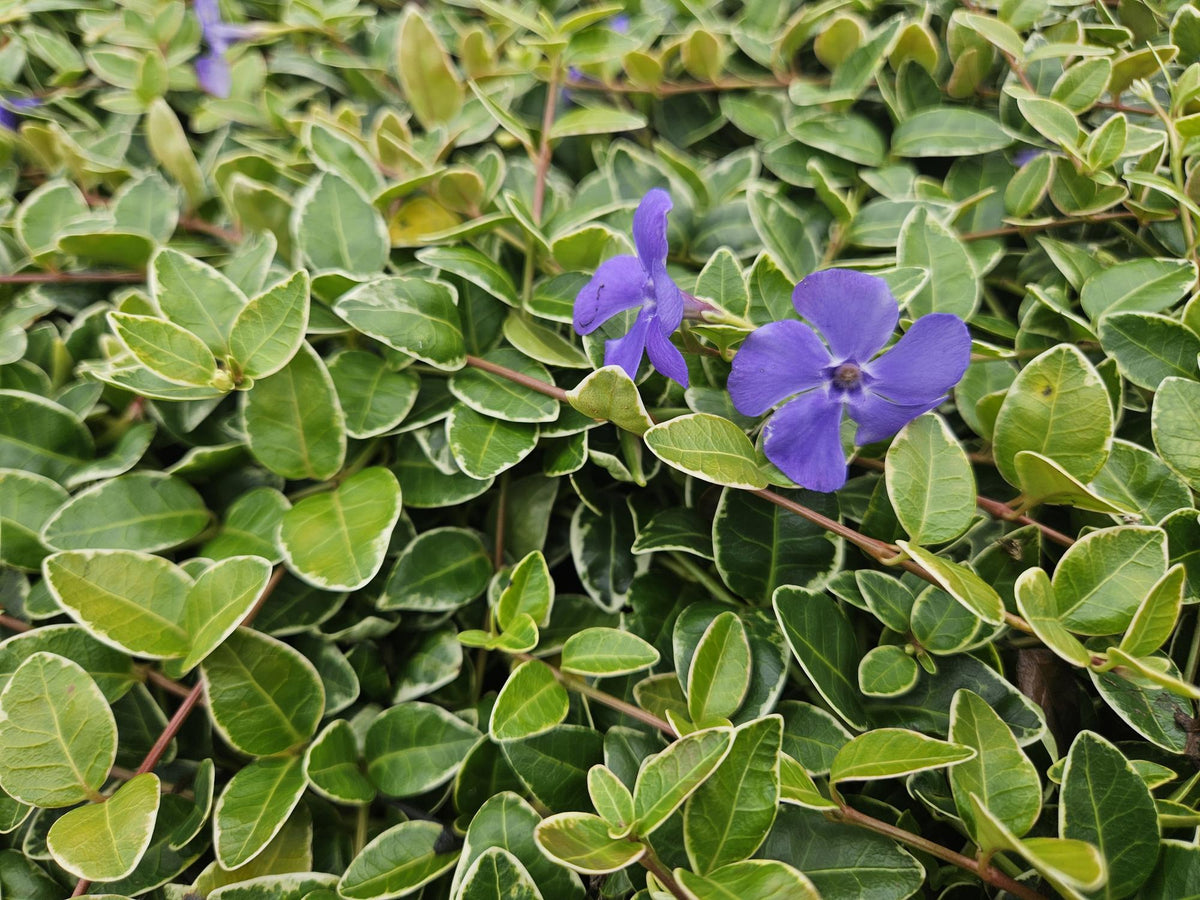 Kleinblättriges weißbuntes Immergrün Vinca minor Argenteovariegata – ↕10-25cm – Ø9cm – Bodendecker – Ansicht 19