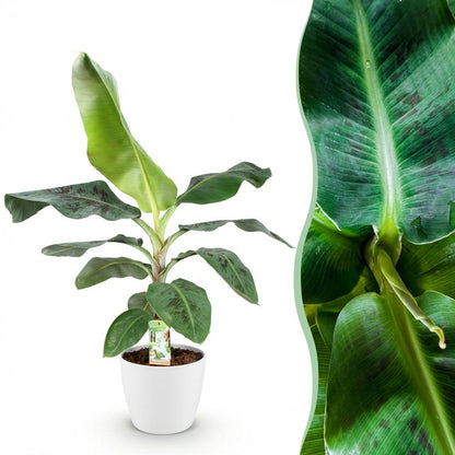 Green boutiQ - Zimmerpflanzen - Musa acuminata Dwarf Cavendisch - Bananenpflanze - Wenig Pflege - Grün - 1 Pflanze - mit Potter Weiß - Topf 21cm - Höhe 70-75cm 