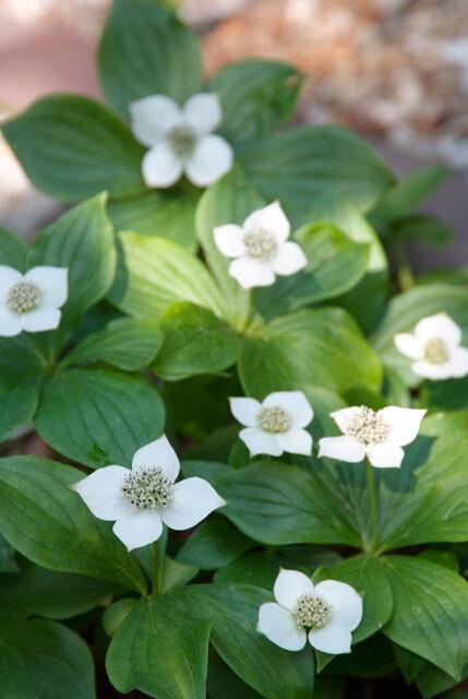 Cornus canadensis – Kanadische Teppich-Hartriegel – 24 Pflanzen – Bodendecker mit weißen Blüten – Ø9cm – ↕10–25cm – Für Schatten & Halbschatten – Winterhart 