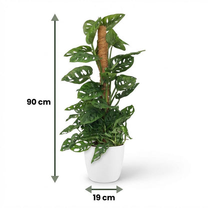 Monstera Adansonii Monkey Mask am Moosstab Fensterblatt 90cm – Zimmerpflanze mit Lochblättern im weißen Übertopf Ø19cm – Kletterpflanze pflegeleicht, tropischer Look für Wohnung & Büro 