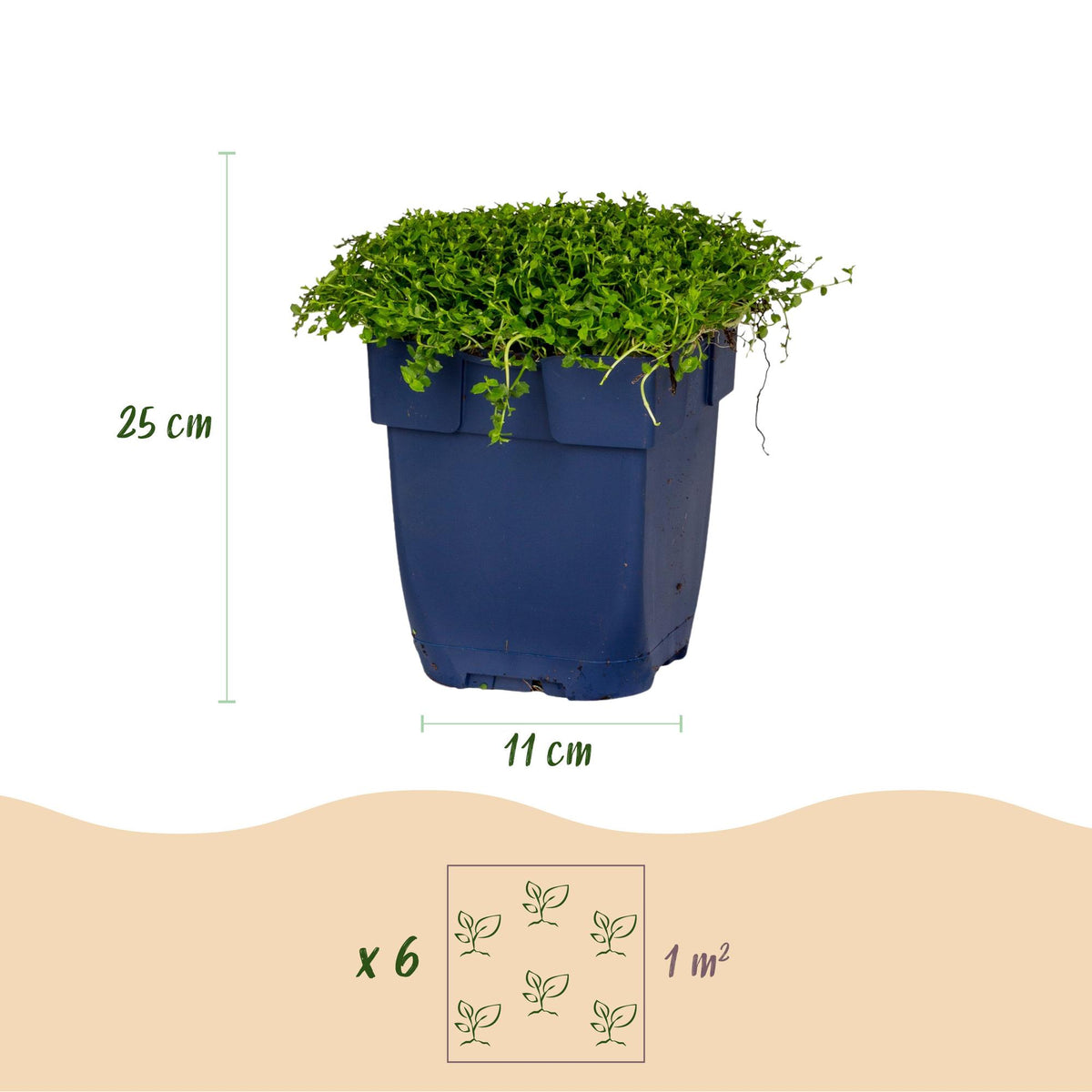 Sternmoos – Isotoma fluviatilis – 6 Pflanzen – Topf Ø11cm – Bienenfreundliche Staude für Garten & Balkon – Ansicht 3