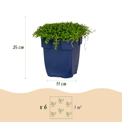 Sternmoos – Isotoma fluviatilis – 6 Pflanzen – Topf Ø11cm – Bienenfreundliche Staude für Garten & Balkon – Ansicht 3
