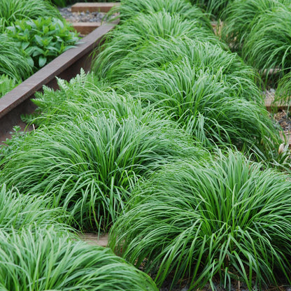 GreenboutiQ - Ziergräser - Carex oshimensis Intense Green - Grün - 1 Pflanze - Immergrün - Winterhart - Topf 17cm Höhe 50cm 