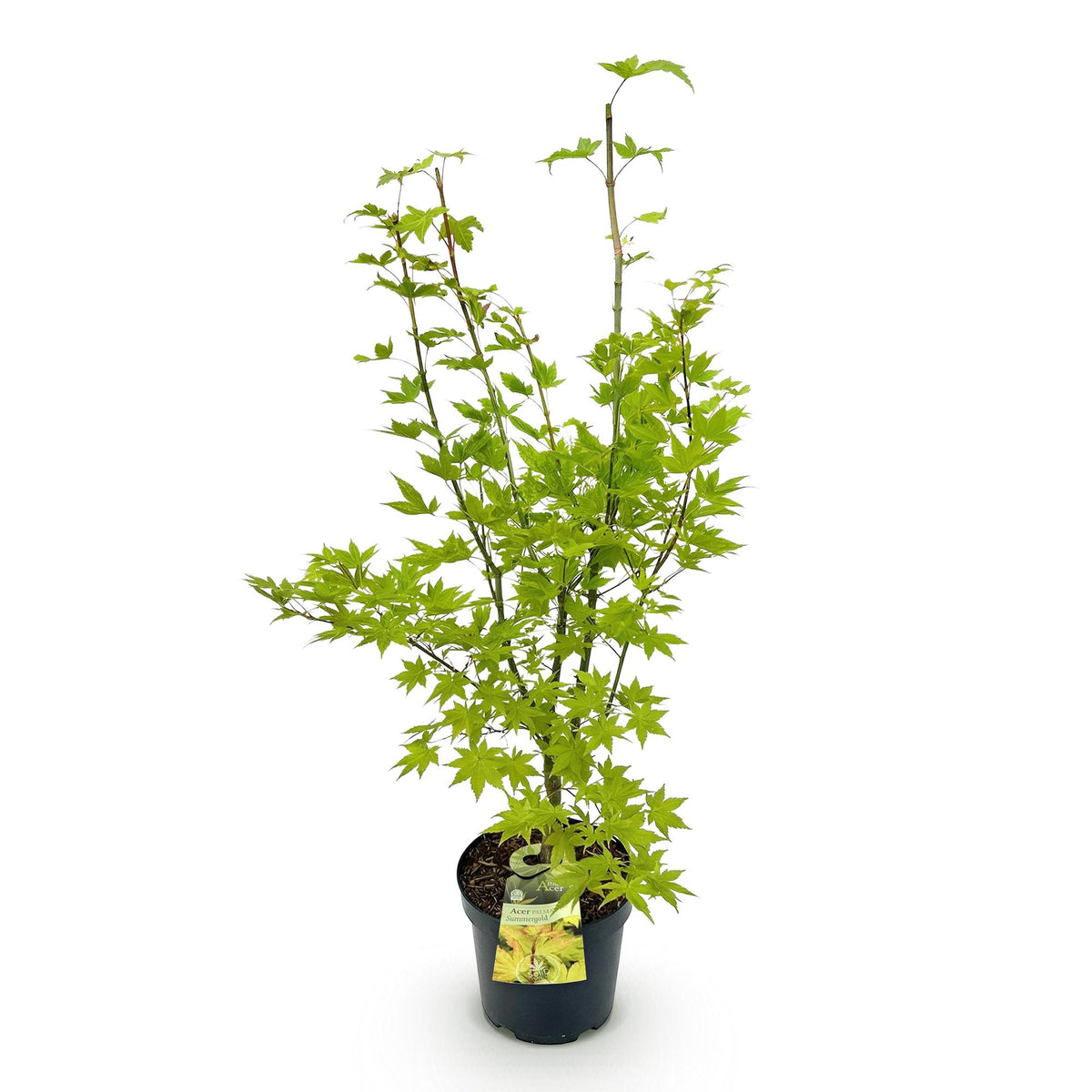 Green boutiQ - Gartenpflanze - Acer palmatum Summergold - Japanischer Ahorn - Laubabwerfend - Gelb - 1 - Topf 26cm - Höhe 90cm 