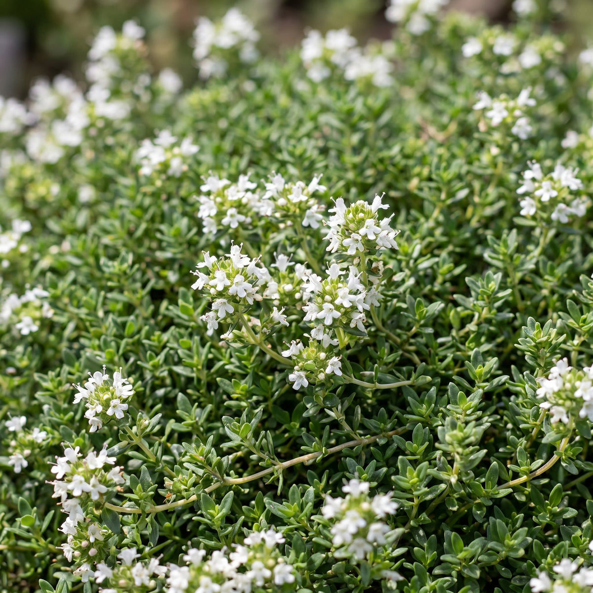 Kriech-Thymian 'Albiflorus' – Thymus praecox 'Albiflorus' – 6 Pflanzen – Topf Ø11cm – Ansicht 5