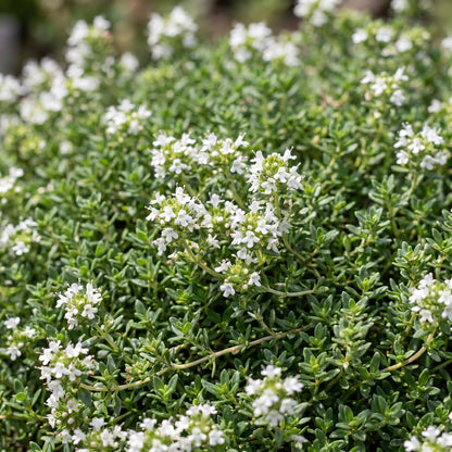 Kriech-Thymian 'Albiflorus' – Thymus praecox 'Albiflorus' – 6 Pflanzen – Topf Ø11cm – Ansicht 5