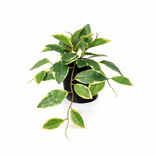 ARTIFICIAL Hoya Variegata - 23cm 