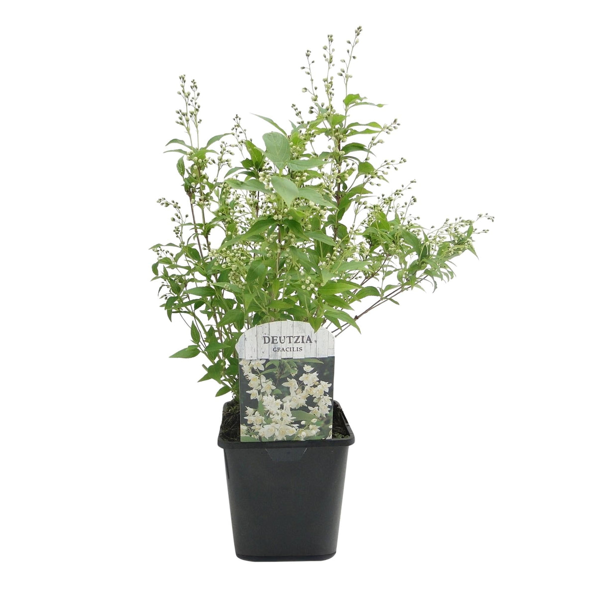 Deutzia Gracilis – Zierlicher Strauch – Blüte Weiß – Bienen- & Schmetterlingsfreundlich – 17 cm x H45 cm – pflegeleicht 