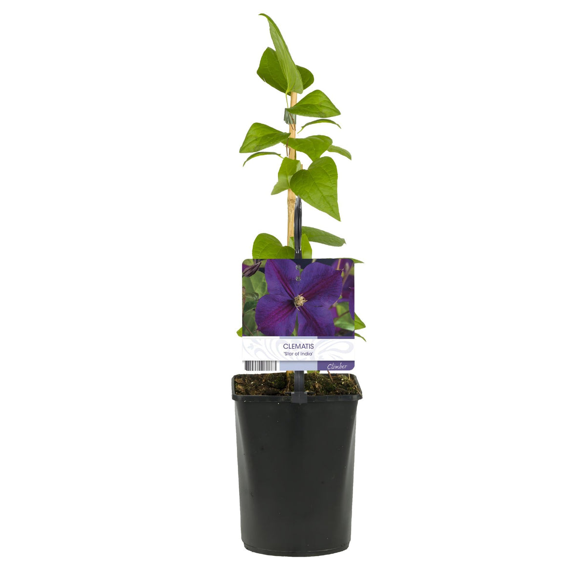 Kletterpflanze Clematis Star of India – Tiefblaue Blüten – 2 Pflanzen – 11 cm x H40 cm – Pflegeleicht & Winterhart – Ideal für Garten, Balkon & Pergolen 