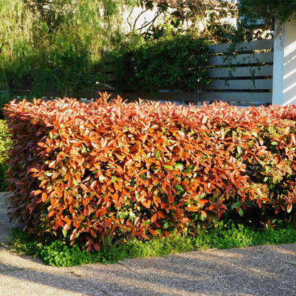Frasers Glanzmispel – Photinia fraseri Red Robin – Heckenpflanze – Blatt rot grün – 8 Pflanzen – 1 laufender Meter – immergrün – 9cm Höhe 30-35cm 