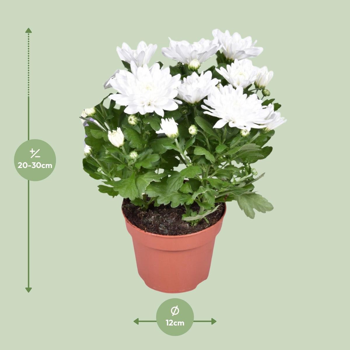 Chrysanthemum ‘Brave’ – Polster-Chrysantheme – Outdoorpflanze – Ø12cm – ↕26cm – Herbstblüher – Pflegeleicht & farbenfroh 