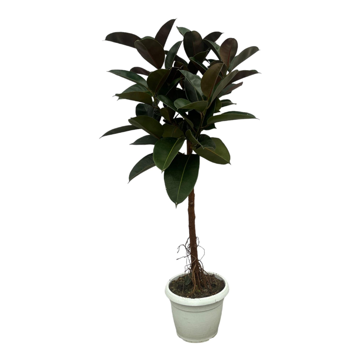 Gummibaum Ficus Elastica Robusta Stamm – Zimmerpflanze 140cm hoch – Ø27cm – Üppige, glänzende Blätter – Pflegeleicht & dekorativ 