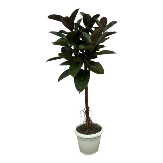 Gummibaum Ficus Elastica Robusta Stamm – Zimmerpflanze 140cm hoch – Ø27cm – Üppige, glänzende Blätter – Pflegeleicht & dekorativ 