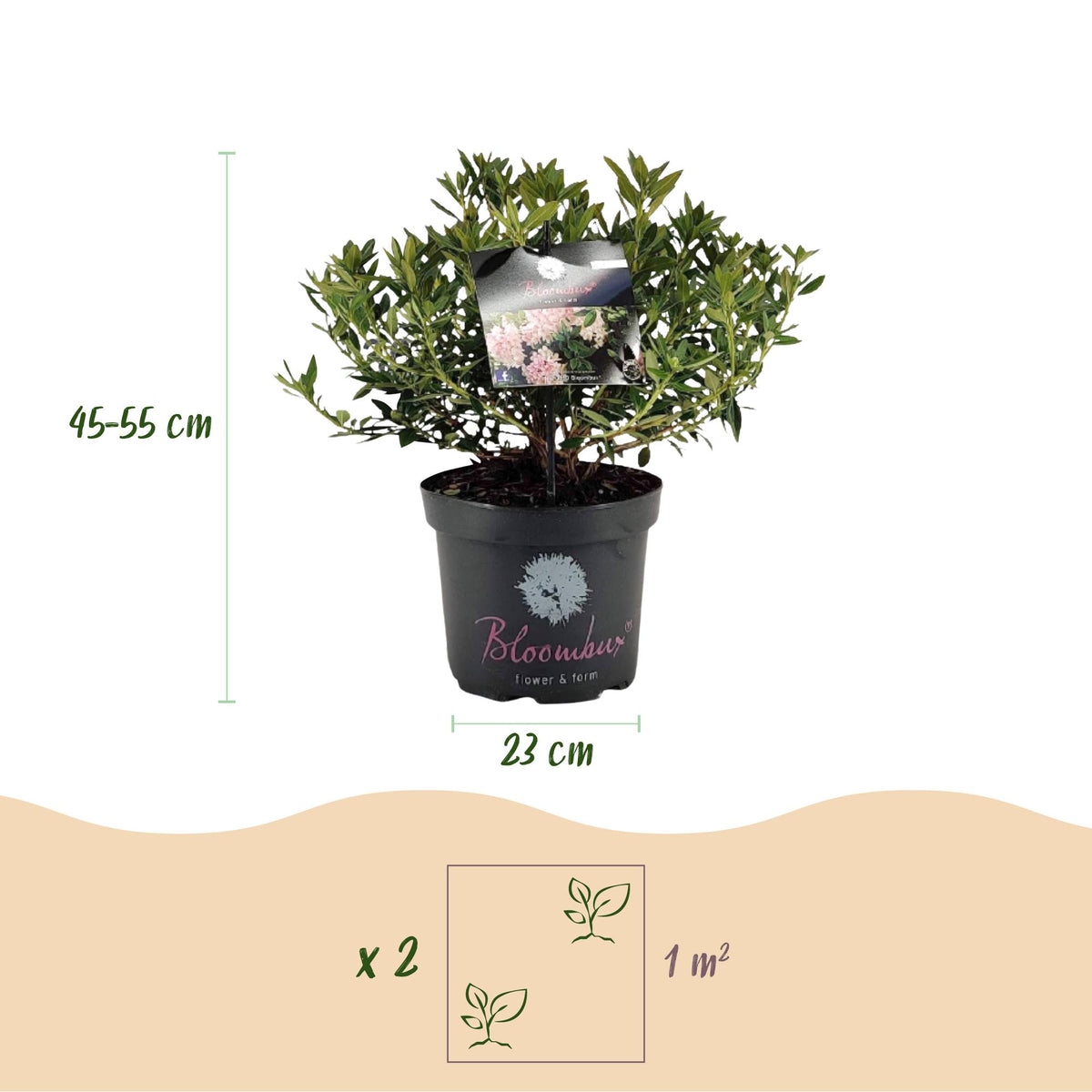Green boutiQ - Zwerg-Rhododendron - Rhododendron Bloombux Light Pink - Blühende Buxus - Wenig Pflege - Hellrosa Blüte - 1 Pflanze - Topf 23cm - Höhe 45-55cm 