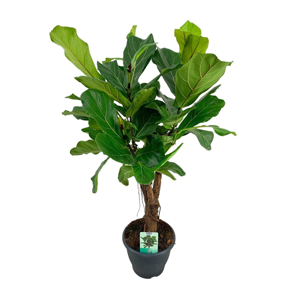 Ficus Lyrata - Ø26cm - ↕100cm 