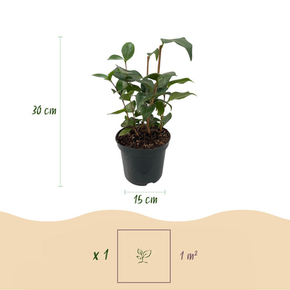 Kamelie Camellia japonica Tricolour – Strauch – Blüte Rosa, Weiß & Rot – Immergrün – 15cm Höhe 30cm – Für Garten & Terrasse 