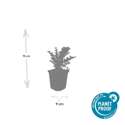 Cotoneaster horizontalis – 24 Pflanzen – ↕10-25 cm – Ø9 cm – Winterharter Zierstrauch – Rote Beeren – Pflegeleicht & Vogelfreundlich 