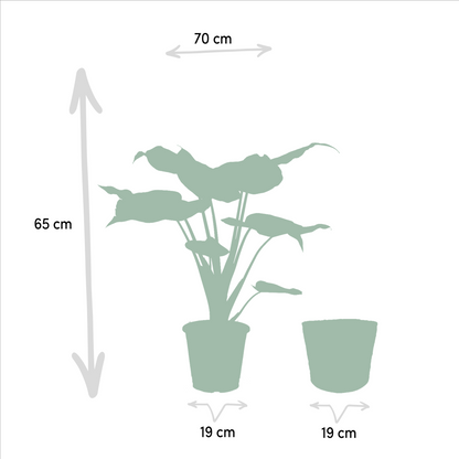 Pfeilblatt - Alocasia Cucullata - Ø19cm - ↕60cm + Alocasia Lauterbachiana - Ø19cm - ↕75cm + Korb Selin 