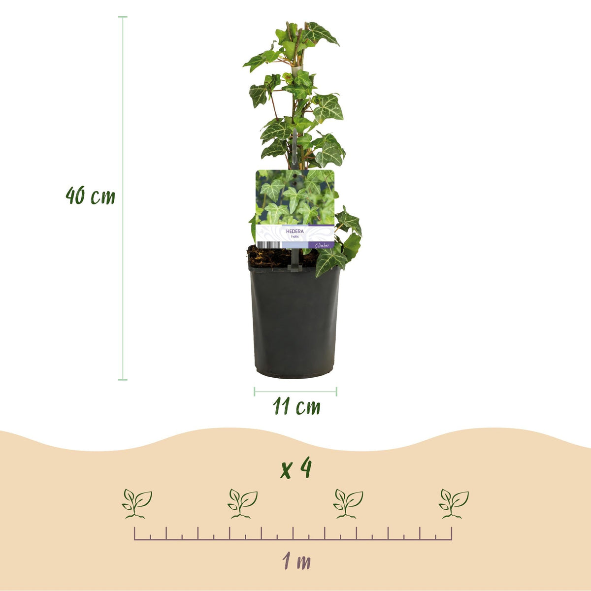 Kletterpflanze Hedera helix – Immergrün – Grüne Blätter – 11 cm x H40 cm – Pflegeleicht – Für Garten, Balkon & Innenräume 