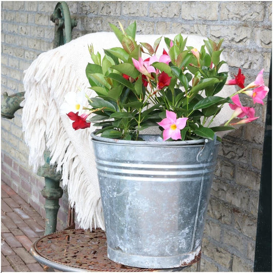 Dipladenia Red – Mandevilla Red – Kletterpflanze – Ø12 cm – ↕25 cm – Pflegeleicht – Lange Blütezeit – Innen & Außen – 6 Pflanzen 