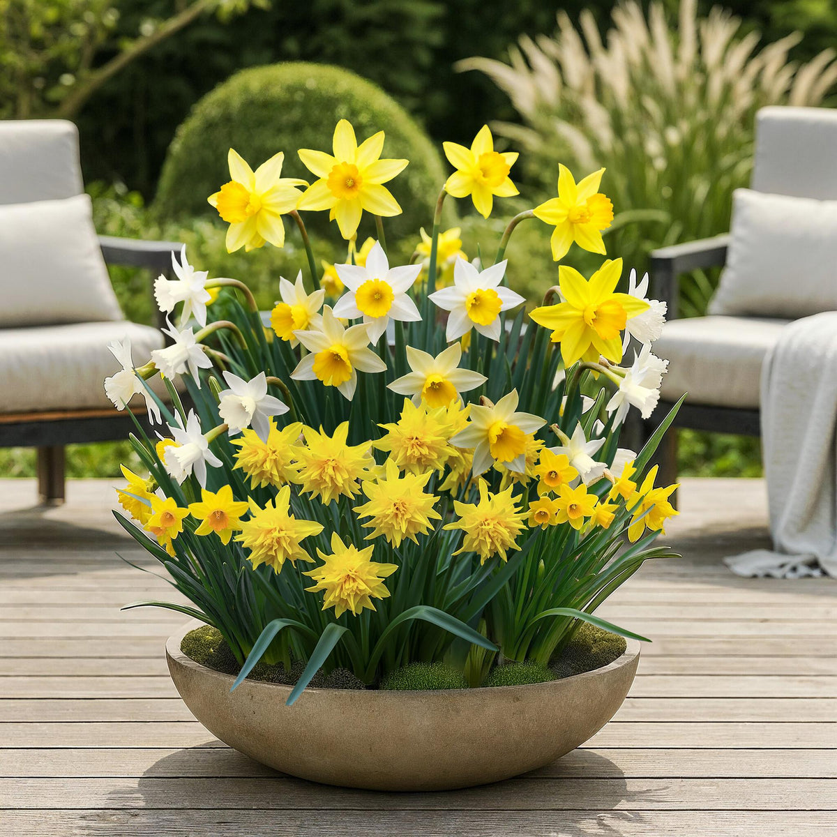 GreenboutiQ - Blumenzwiebeln - Narcis Botanical Mix - Farbe Gelb und Weiß - 20 Stück - Zwiebelgröße 10/12 - XXL Pack 