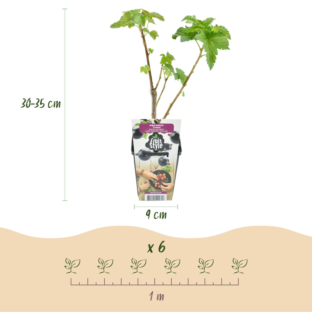 Schwarze Johannisbeere Ribes nigrum Titania winterhart 3 Pflanzen Ø9cm Höhe 30cm – Aromatische Johannisbeerpflanze für Garten