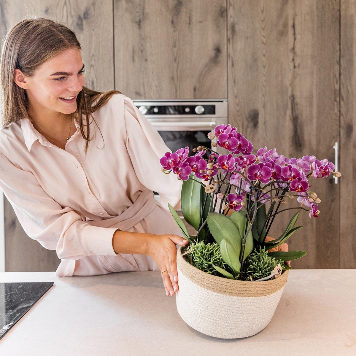 Kolibri Orchids | lila Pflanzenset im Baumwollkorb inkl. Wassertank | drei lila Orchideen Morelia 9cm und drei Grünpflanzen | Dschungelstrauß lila mit autarkem Wassertank 