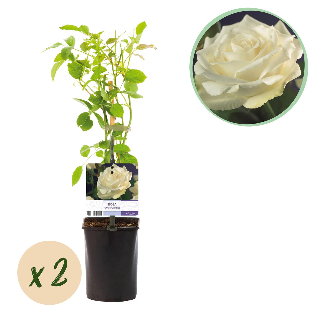 Kletterrose – Rosa White Climber – Blüte Weiß – 2 Pflanzen – Wenig Pflege – 11cm – Höhe ca. 40cm 
