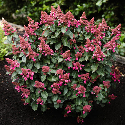Green boutiQ - Gartenpflanze - Hydrangea panniculata Living Infinity - Rispenhortensie - Winterhart - Weiß - 3 Pflanzen - Topf 12cm - Höhe 20-30cm 