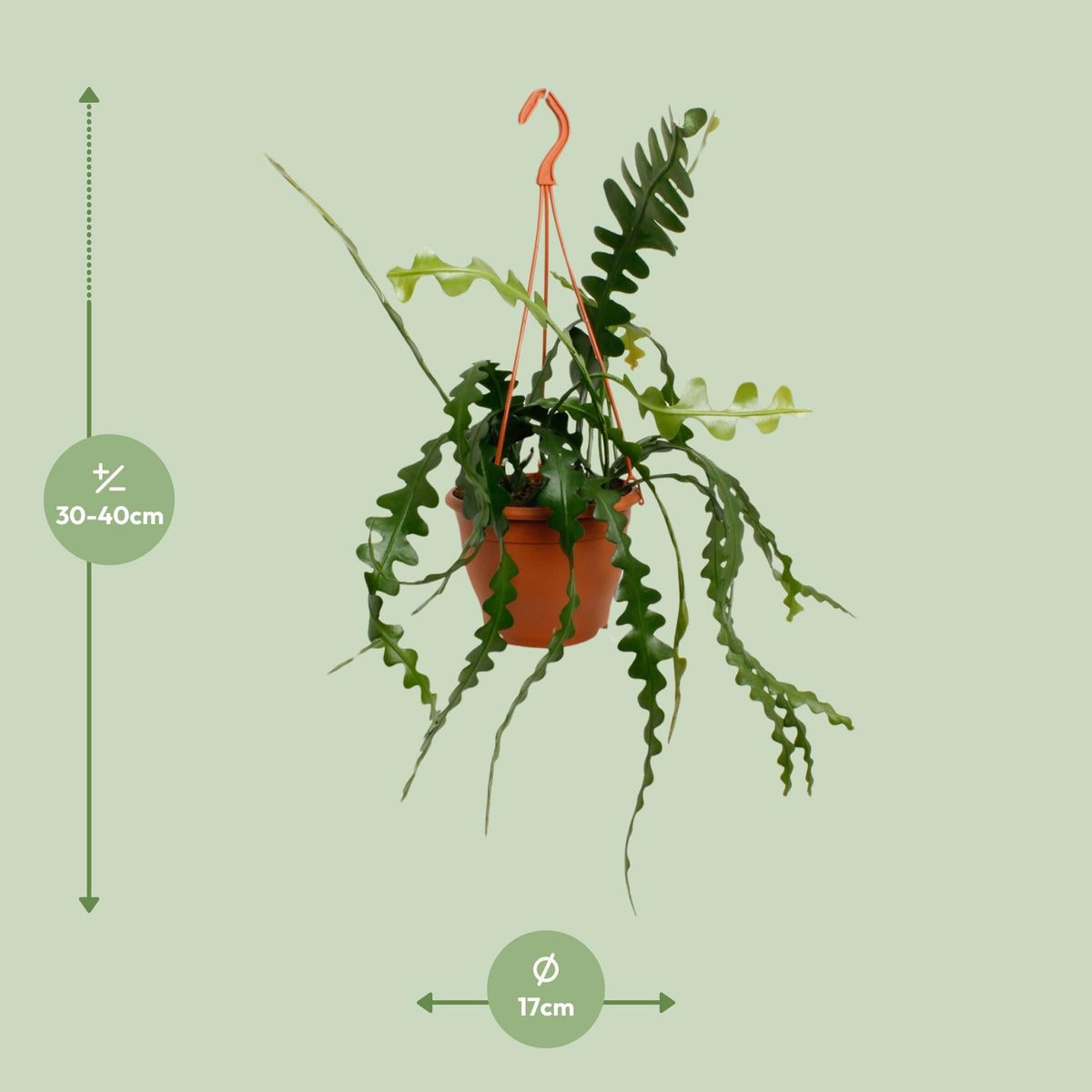 Fischgrätenkaktus – Epiphyllum anguliger – Zimmerpflanze - 35 cm – Ø17 cm – Hängepflanze mit gezackten Blättern – Exotisch & pflegeleicht 