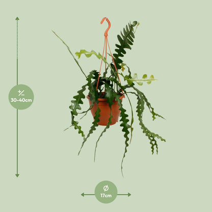 Fischgrätenkaktus – Epiphyllum anguliger – Zimmerpflanze - 35 cm – Ø17 cm – Hängepflanze mit gezackten Blättern – Exotisch & pflegeleicht 