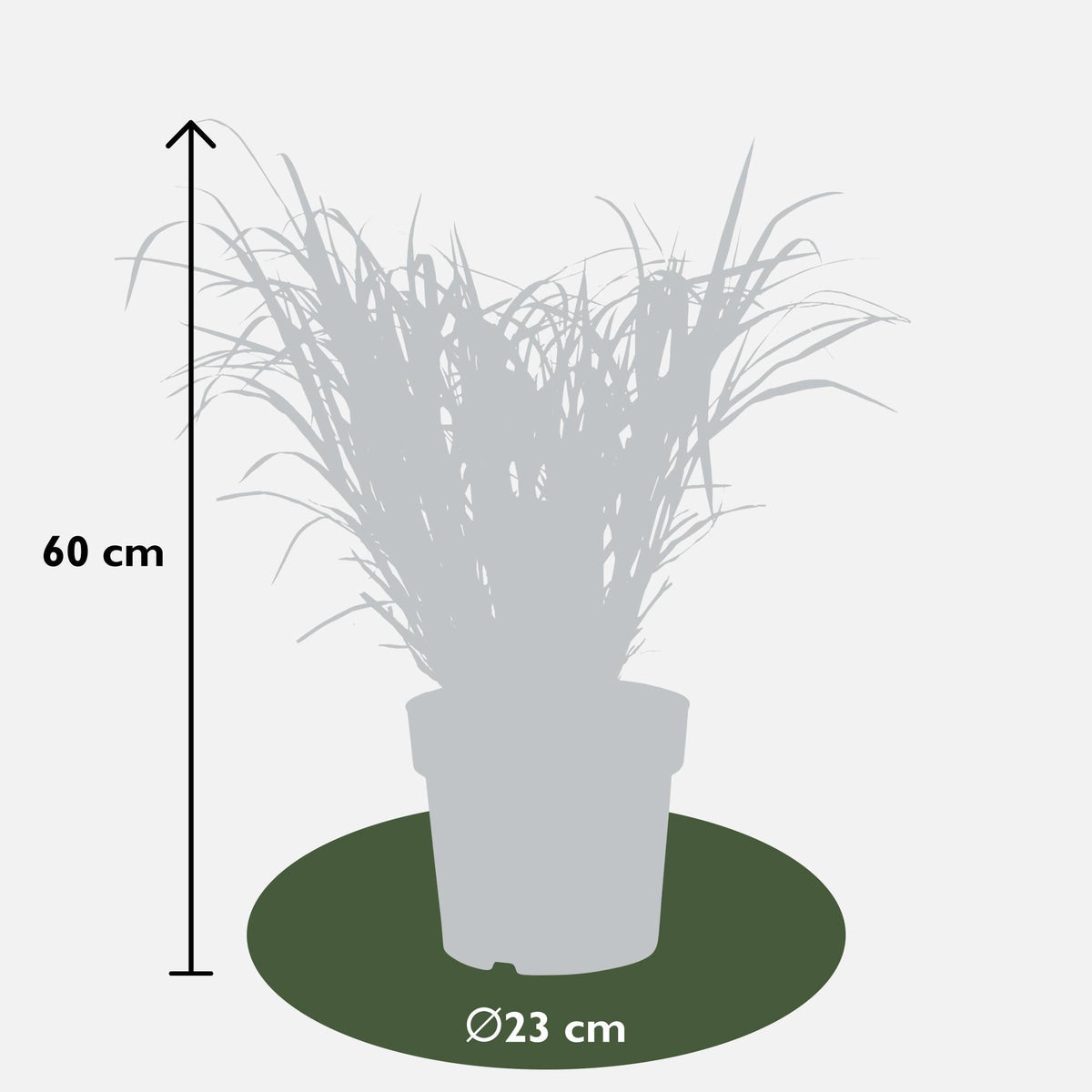 Stachelschweingras Miscanthus sinensis Strictus – Ziergras – Ø23cm – ↕60cm – Zebragras mit grün-gelben Querstreifen – Winterhart & pflegeleicht – Für Beet & Kübel 