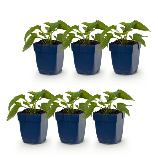 Sonnenhut 'Goldsturm' – Rudbeckia fulgida 'Goldsturm' – Topf Ø11cm – Ansicht 2