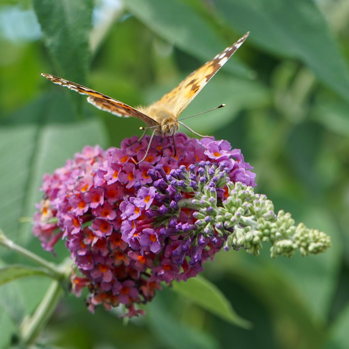 Schmetterlingsstrauch Buddleja davidii Flower Power – Lila-Rosa Blüten – 17 cm x H30 cm – Bis 2 m – Sonnig & Pflegeleicht – Attraktiv für Schmetterlinge 