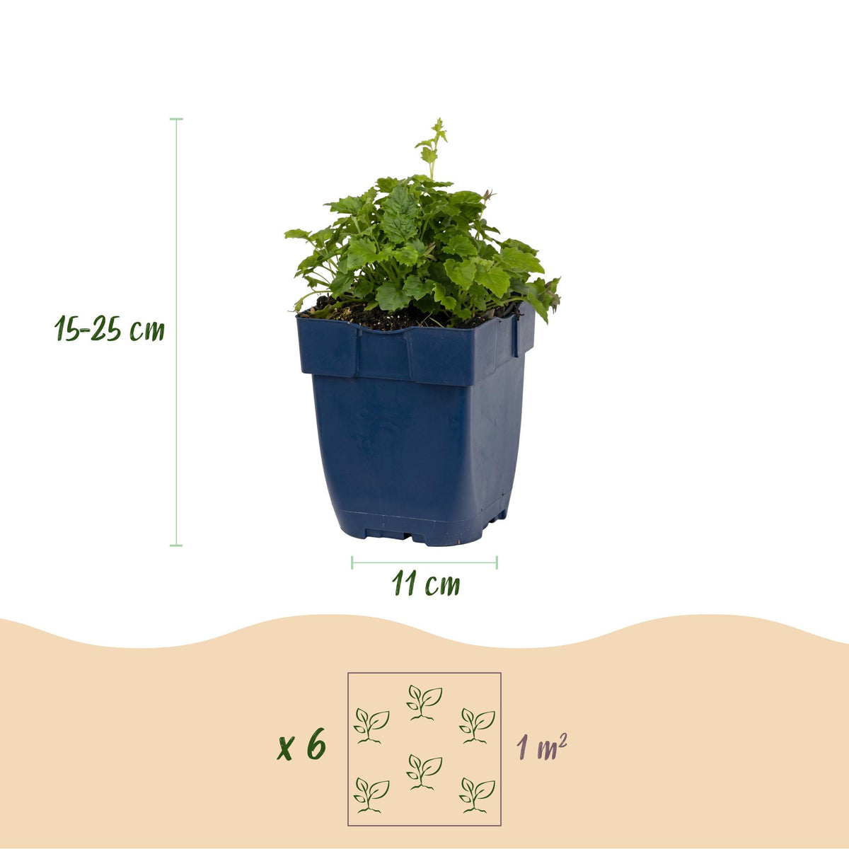 Serbische Glockenblume 'Lisduggan' – Campanula poscharskyana 'Lisduggan' – 12 Pflanzen – Topf Ø11cm – Ansicht 3