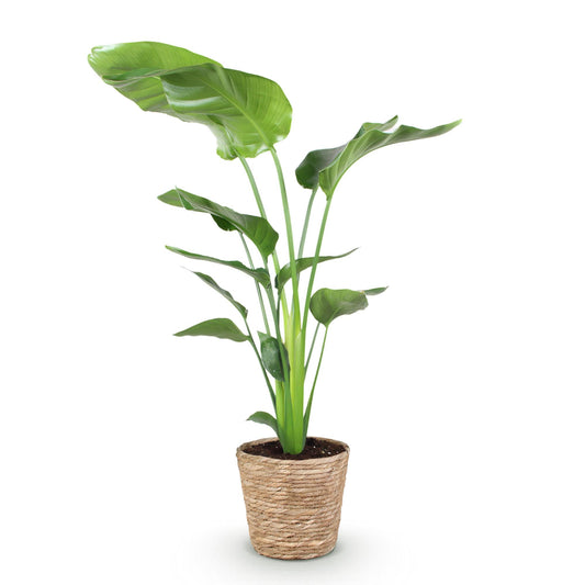 Green boutiQ - Zimmerpflanzen - Stelitzia Nicolai - Paradiesvogelblume - Geringer Pflegeaufwand - mit Korb - Grün - 1 Pflanze - Topf 21cm - Höhe 110-120cm 